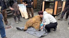 Příprava medvědů plavých ze Zoo Hluboká na transport