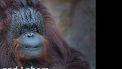 Orangutan z ústecké zoo