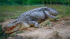 Krokodýl (ilustrační foto)