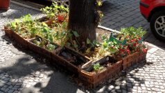 Street gardening zvelebuje záhonky ve veřejném prostoru (ilustrační foto)