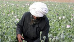 Muži v Afghánistánu sklízejí opium