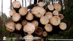 Polská vláda je kritizována za kácení v UNESCEM chráněném Bělověžském pralese