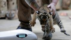 Na světě je jenom několik stovek malajských tygrů, budoucnost mláďat bude jistější ve chvíli, kdy se dožijí 6 měsíců