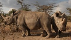 Samice nosorožce bílého severního Nájin a Fatu