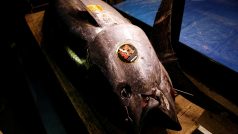 Obří tuňák obecný o hmotnosti 278 kilogramů se na první aukci v novém roce v Tokiu prodal za rekordních 333,6 milionu jenů (téměř 69 milionů Kč)