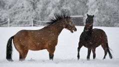 Koně si hrají na sněhem pokrytých pláních v Bavorsku