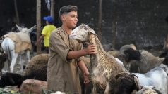 V muslimských zemích roste odpor proti rituální porážce zvířat. Právě v těchto dnech přitom muslimové slaví Svátek oběti. Z miliónů ovcí, telat a velbloudů se tak v jediný den stávají obětní zvířata. Ne všichni se ale těchto praktik chtějí účastnit