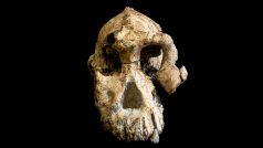 Vědecký tým v Etiopii našel téměř kompletní lebku předchůdce člověka, která je stará 3,8 milionu let