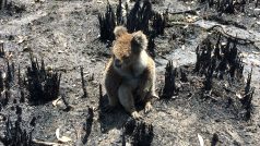 Obvyklý požár koalové přežívají v korunách eukalyptových stromů, které jsou na oheň velmi dobře přizpůsobeny. Situace eukalyptových lesů bude známa až po ukončení současných neobvykle rozsáhlých požárů.