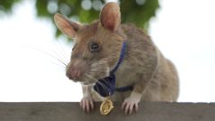 Zlatou medaili britské veterinární charity PDSA dostala poprvé krysa. Konkrétně jde o krysu obrovskou jménem Magawa, která v Kambodži vyhledává a označuje miny i nevybuchlou munici