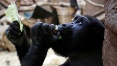 Zoo jsou pro návštěvníky uzavřené od pondělí 12. října. Vládní opatření má za cíl zpomalit šíření pandemie covidu-19. Ztráty v příjmech ze vstupného, parkovného, prodeje suvenýrů či pronájmu restaurací se tak nyní podle mluvčí odhadují asi na 80 milionům korun