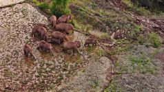 Sloní stádo na farmě poblíž čínského města Kunming, jak ho zachytil dron.