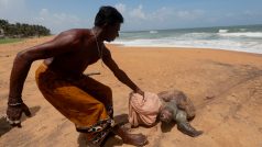 Poté, co se u západního pobřeží Srí Lanky potopila loď MV X-Press Pearl, už moře vyplavilo stovky mrtvých želv