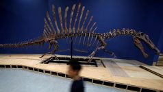 Kostra spinosaura v tokijském muzeu
