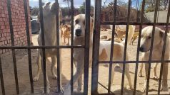 Nevládní organizace Esma vyráží pravidelně na odchyty psů ke kastraci