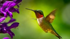 Metabolismus kolibříků je zhruba 77krát rychlejší než lidský.