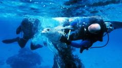 Potápěči zachraňují tuleně zapleteného ve zbytcích rybářské sítě.