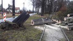 Ve Svéradicích na Klatovsku padl tento statný strom.