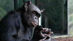 Šimpanzi v Zoo Dvůr Králové