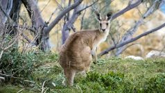 Australské národní zvíře - klokan