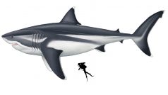 Prehistorický žralok megalodon