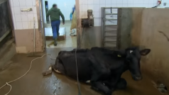 Záběr pořadu Superwizjer TVN, který odhalil nelegální porážky nemocných krav na polských jatkách