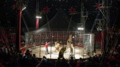 Zvířata v cirkuse (ilustrační foto)