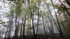 podzimní les, ilustrační foto