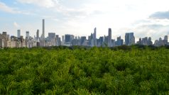 Jedny z nejhezčích pohledů na Central Park i mrakodrapy dolního Manhattanu nabízí střecha Metropolitního muzea umění