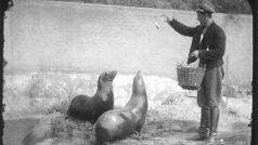 Lachtani Batul a Hýta, které pražské Zoo věnoval Vlasta Burian – záběr musel být pořízen mezi 10. červencem 1934, kdy byli oba lachtani přivezeni, a 15. říjnem 1935, kdy Batul zemřel