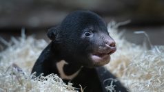 V přírodě populace medvědů malajských rychle klesá zejména kvůli ničení jejich přirozeného prostředí