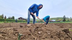 První víno nebo burčák z Medlánek lidé ochutnají asi za tři roky