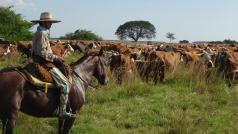Argentinské krávy dnes tvoří asi pět procent světové populace hovězího dobytka. (ilustrační foto)