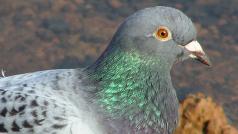 Poštovní holub (ilustrační foto)