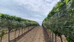 Vinnou révu na jihu Moravy chrání proti špačkům sítě