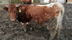 Inspektoři veterinární správy podmínky na farmě ve Vysoké, místní části Hustopečí nad Bečvou, kontrolovali loni v únoru poté, co policisté v chovu řešili případ krávy uvízlé v bahně ve výběhu.