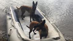 Jezdí na člunech a hledají utonulé. Cvičení psi zachytí pach člověka i 30 metrů pod hladinou. Na fotce jsou fenky belgického ovčáka malinois - Api a Chilli