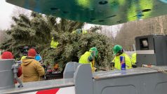 Dřevorubci v Kytlici na Děčínsku pokáceli dva vánoční stromy pro Prahu