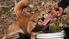 Dingo pralesní. V zajetí nebo jako domácí mazlíčci žije pouze něco přes 200 zvířat.