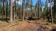 Vzniklá mýtina v Bělověžském pralese