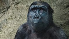 Pražská zoo může stavět pavilon goril. Žalobu soud nadále řeší.