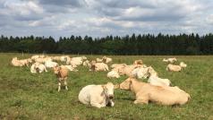 Stádo vzácného skotu Blonde d´ Aquitaine chovatel po úhynu tří telat přehnal na jinou pastvinu, na které nejsou sloupy elektrického vedení.