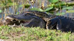Američtí aligátoři a invazivní asijské krajty tmavé vedou boj o nadvládu nad močály Everglades na Floridě