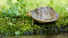 Unikátní želvu chrámovou se podařilo v ostravské zoo rozmnožit