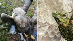 Čtyři mrtvé orly mořské našli ekologové nedávno u Velkého Boru na Klatovsku. Předpokládají, že ptáky někdo záměrně otrávil, nejspíš zakázaným pesticidem karbofuranem. Na snímku otrávený orel u obce Sedlice u Rožmitálu pod Třemšínem.