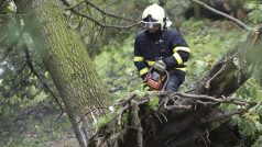 Hasiči v ostravské ulici Generála Hrušky odstraňovali po silném větru vyvrácenou borovici. Korunou se zaklínila o ostatní stromy a hrozil její pád do ulice.