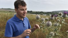 Soukromý zemědělec Martin Smetana ukazuje pcháč rostoucí na jeho pozemcích v okolí Blatničky na Hodonínsku, kde začal dělat opatření prospěšná pro krajinu.