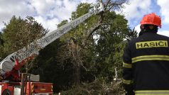 Hasiči za pomoci výškové techniky ořezávají v Lednici na Břeclavsku větve stromu, jehož polovinu poškodil silný vítr.