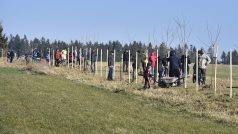 Na staré polní cestě nedaleko Havlíčkovy Borové lidé vysázeli část plánované třešňové aleje k výročí narození borovského rodáka literáta Karla Havlíčka Borovského.