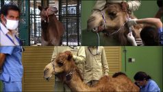 V Dubaji otevřeli nemocnici pro velbloudy, která je první svého druhu na světě.